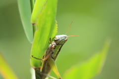 ムシャムシャ　ん〜　おいし〜　ムシャムシャ