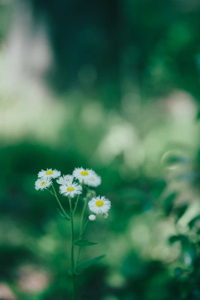 日陰の花