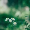 日陰の花