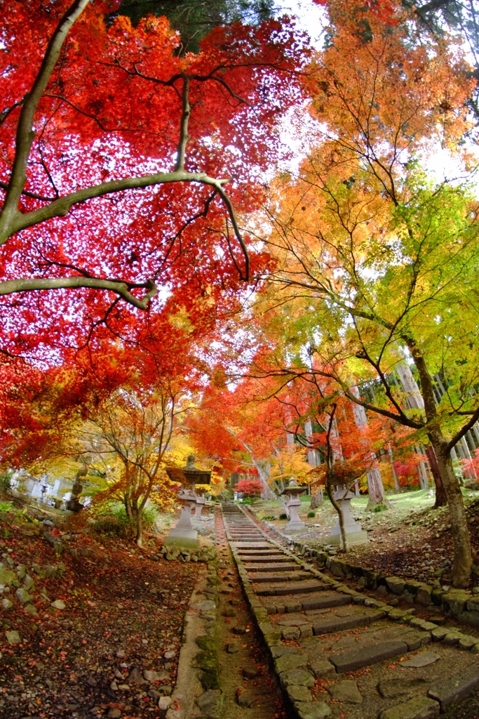 清水寺（せいすいじ）の紅葉