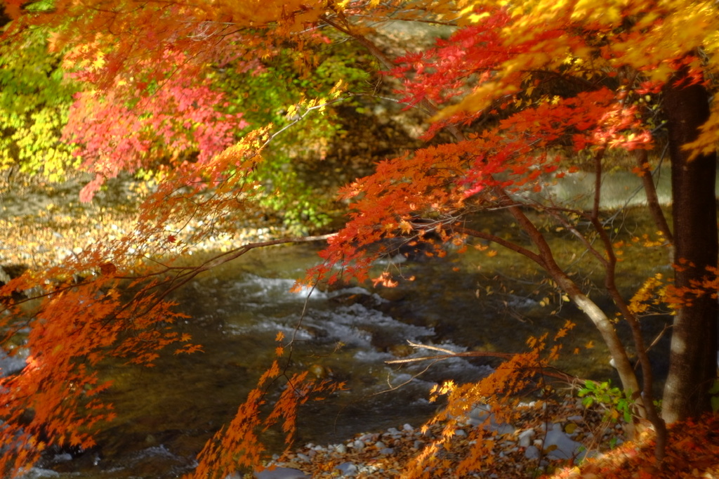 出早公園の紅葉