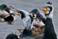 繁殖期のカワウさん