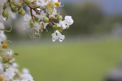 雨の後は水滴を探そう⑰