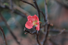 ボケの花