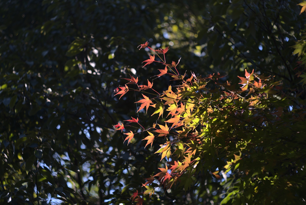紅葉