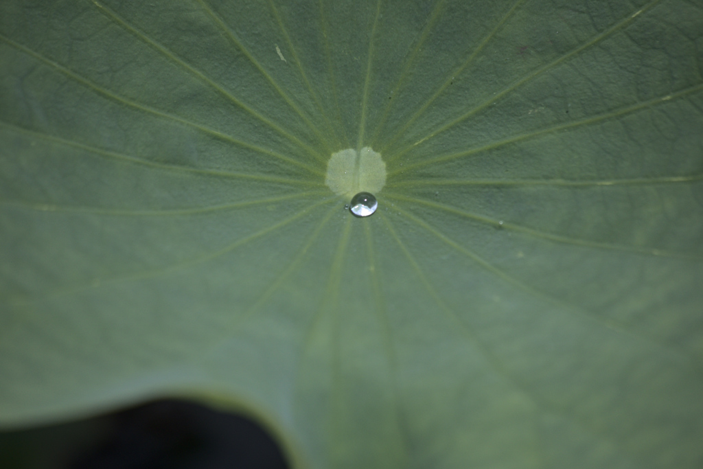 雨の後は水滴を探そう⑤
