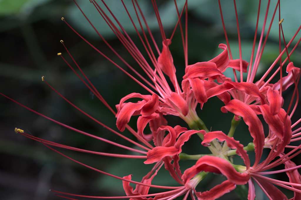 曼殊沙華