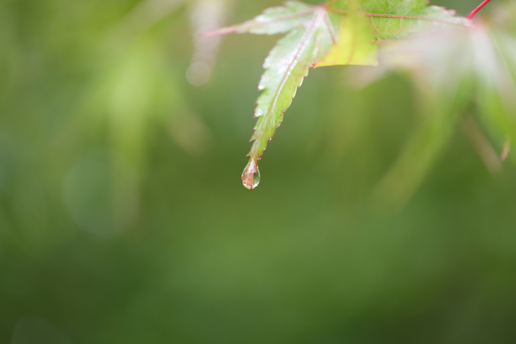 雨の後は水滴を探そう②