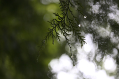 雨の後は水滴を探そう⑮