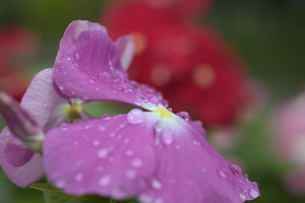 雨の後は水滴を探そう⑪