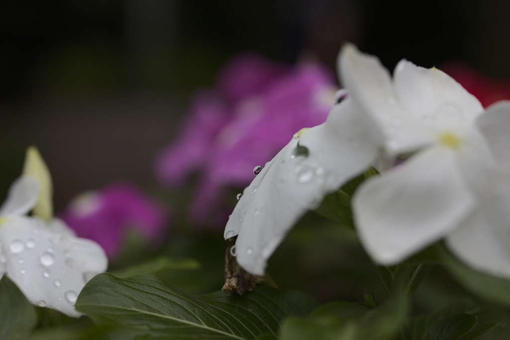 雨の後は水滴を探そう⑭