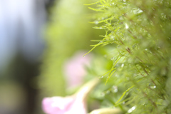 雨の後は水滴を探そう⑱