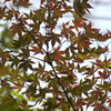紅葉を求めて②