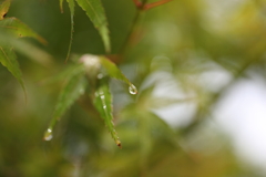 雨の後は水滴を探そう①