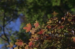 紅葉②