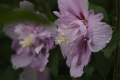 雨の後は水滴を探そう⑦