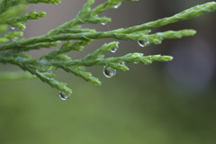 雨の後は水滴を探そう⑥