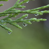 雨の後は水滴を探そう⑥