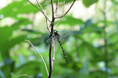 Golden ringed dragonfly 