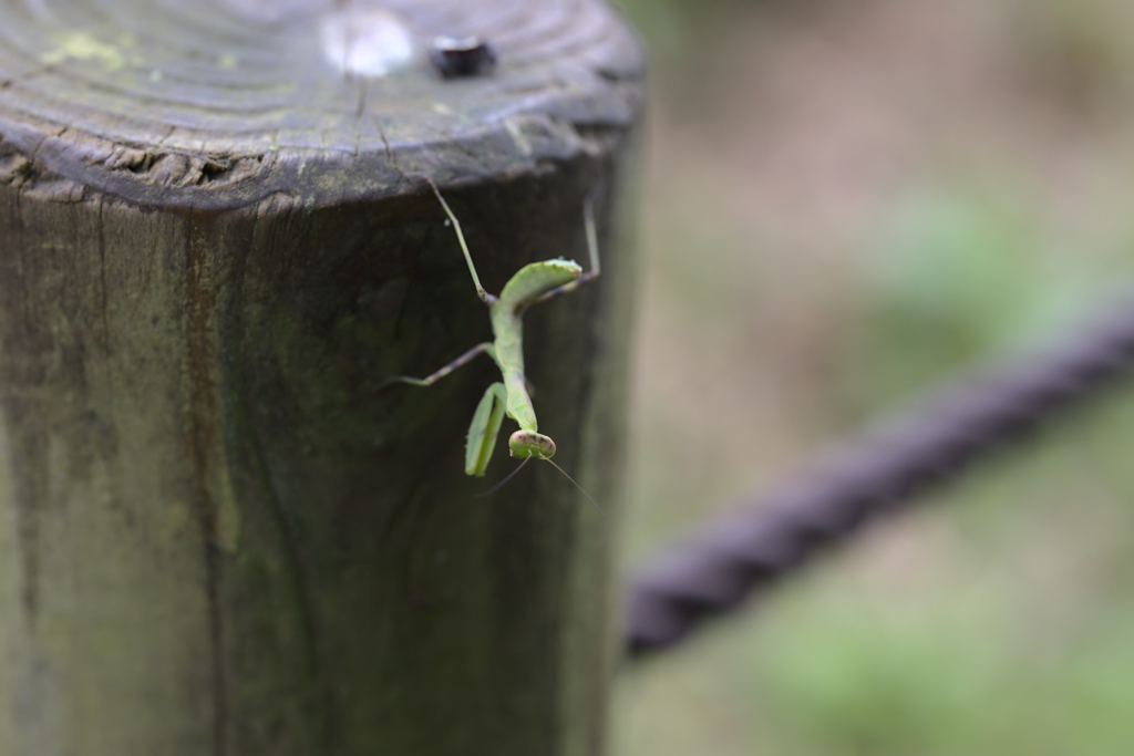 カマキリ③