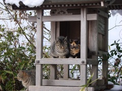 DSC02947 (1)