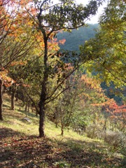 DSC00071 (1)