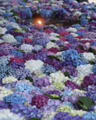 太宰府天満宮の花手水