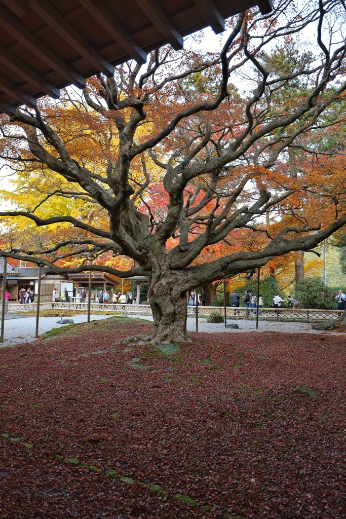 雷山千如寺大悲王院の大カエデ