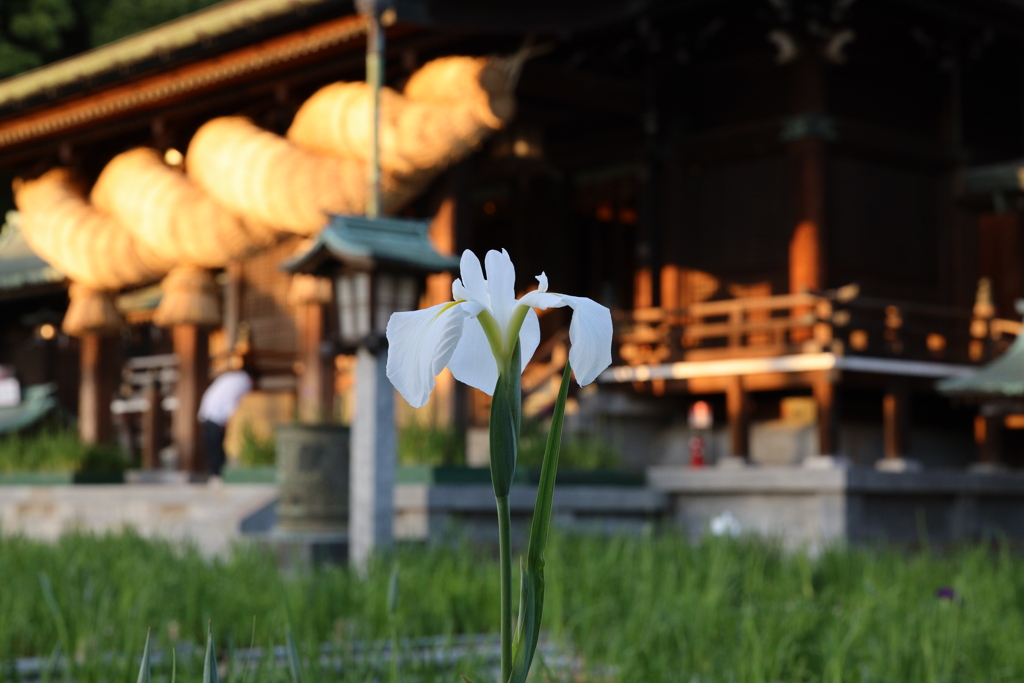 宮地嶽神社の菖蒲