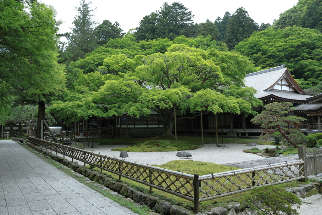 新緑が美しい雷山千如寺の大カエデ