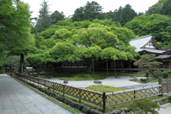 新緑が美しい雷山千如寺の大カエデ