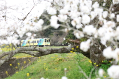 桜の木を走る