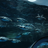 海響館