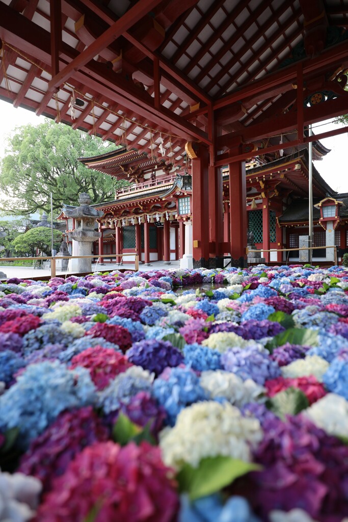 太宰府天満宮の花手水紫陽花④