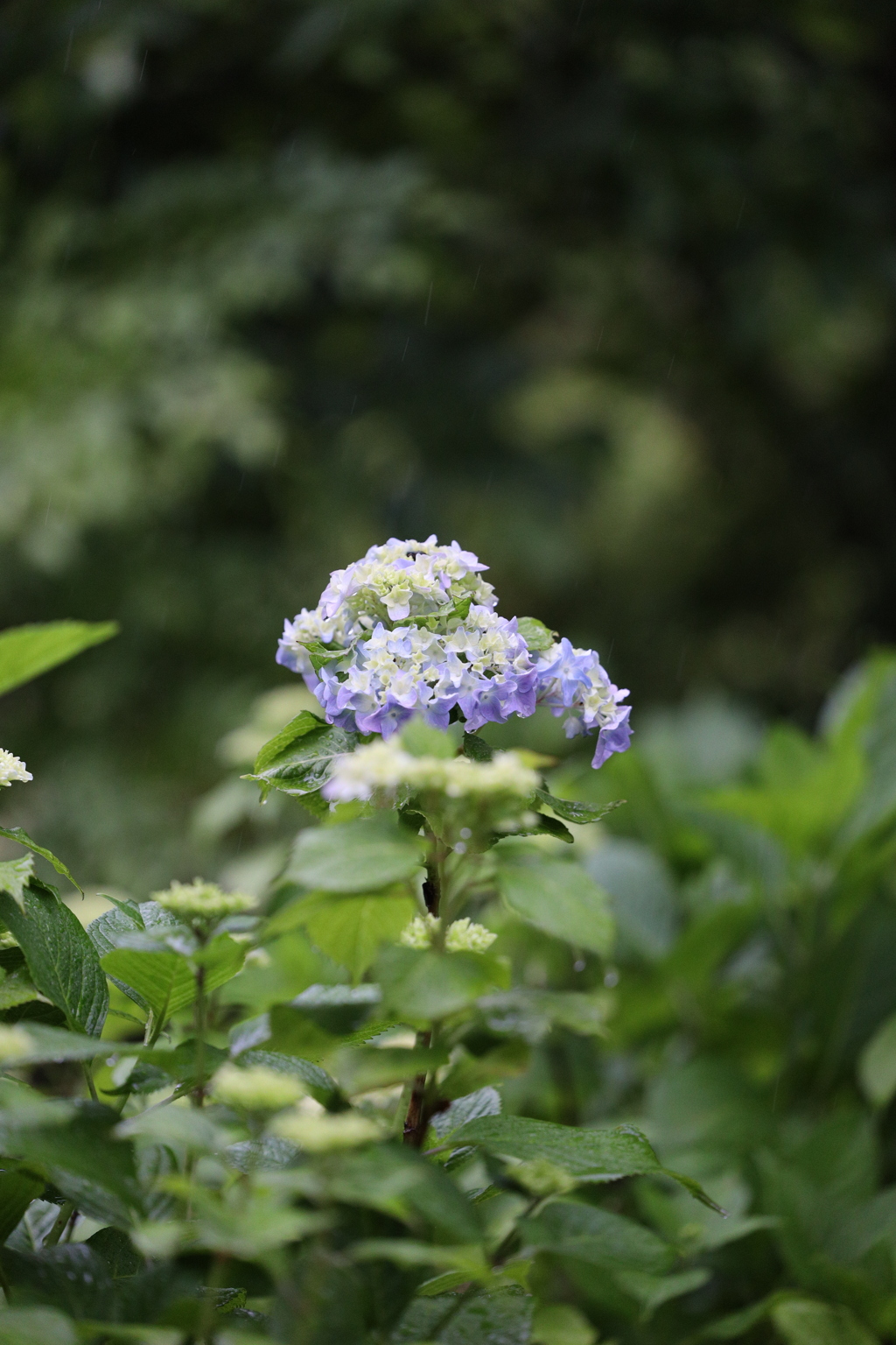 雨が似合う紫陽花