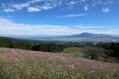 白木峰高原のコスモス