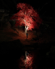 竈門神社の紅葉ライトアップ