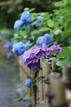 呑山観音寺の紫陽花
