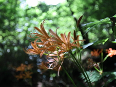 オオキツネノカミソリ群生地