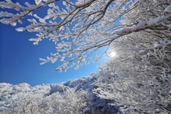 霧氷のトンネル