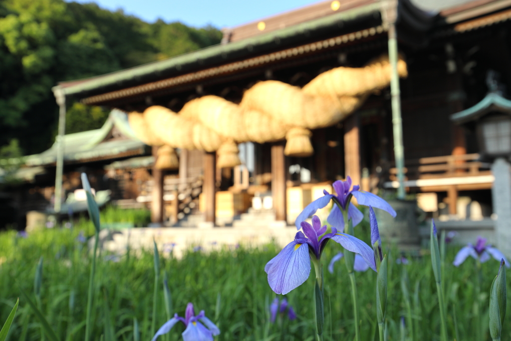 江戸菖蒲