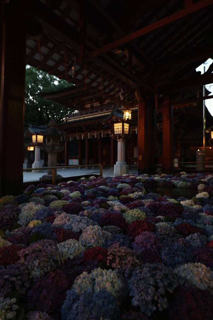 太宰府天満宮の花手水紫陽花