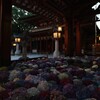 太宰府天満宮の花手水紫陽花