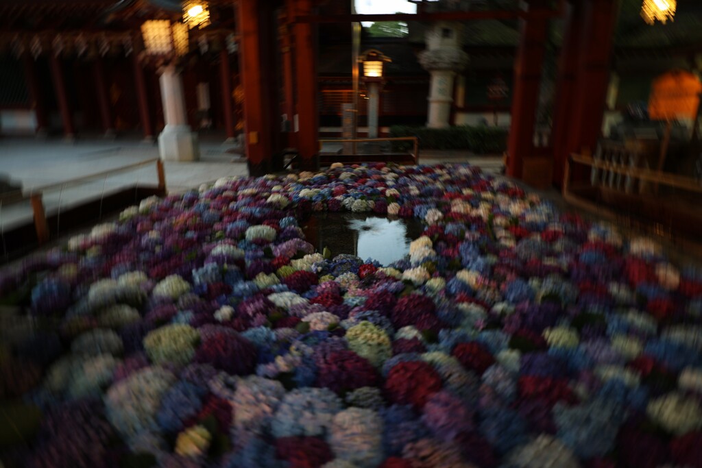 太宰府天満宮の花手水紫陽花②