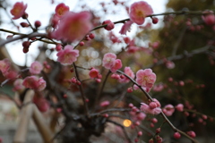 久々に晴れたので梅の花撮りました