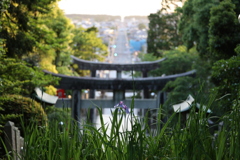 宮地嶽神社の菖蒲③