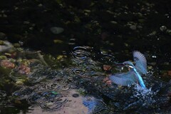 06 波紋波紋