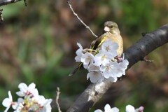 桜の玉座