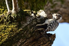 08 小啄木鳥