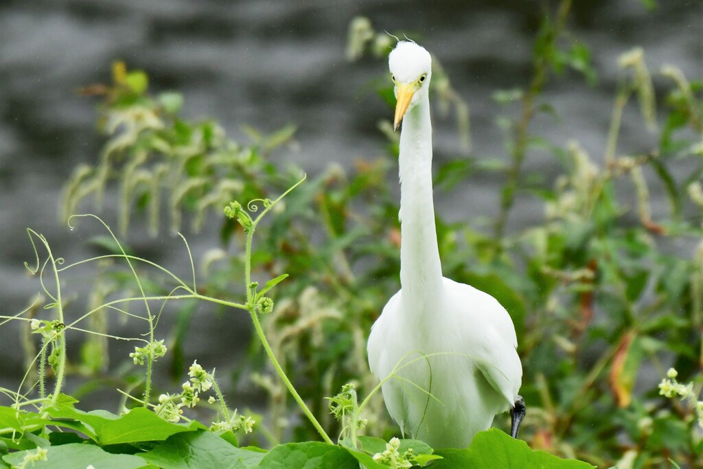チョロ毛．．．素敵です